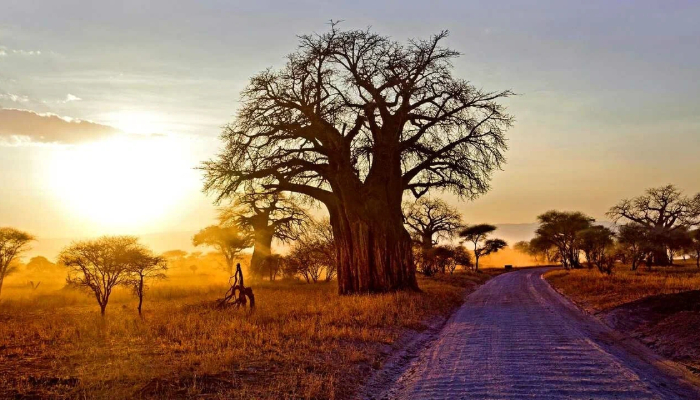 برای سفر به افریقا چه ویزایی لازم است؟